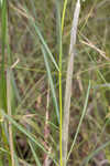 Southern milkweed